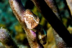 Flamingo tongue cowries, Bonaire by Dan Evans 